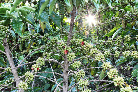 Matt De Beer Explores the Rich World of Shade Grown Coffee