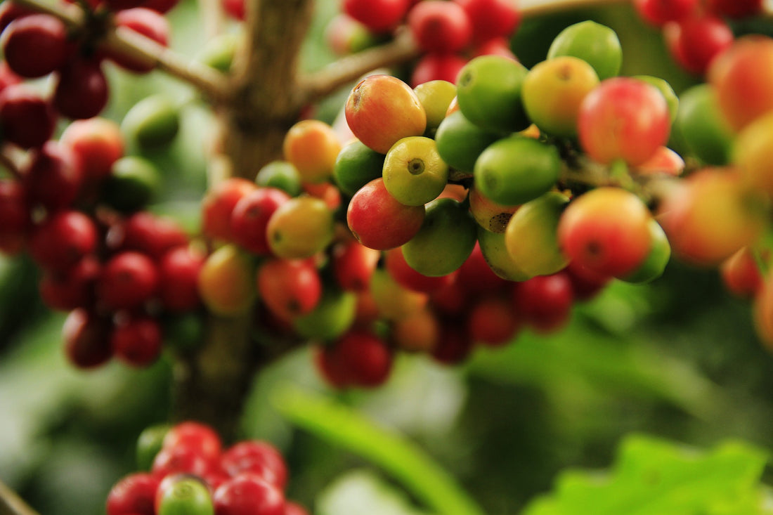 Unveiling the Truth: Coffee Isn't a Bean, It's a Cherry!