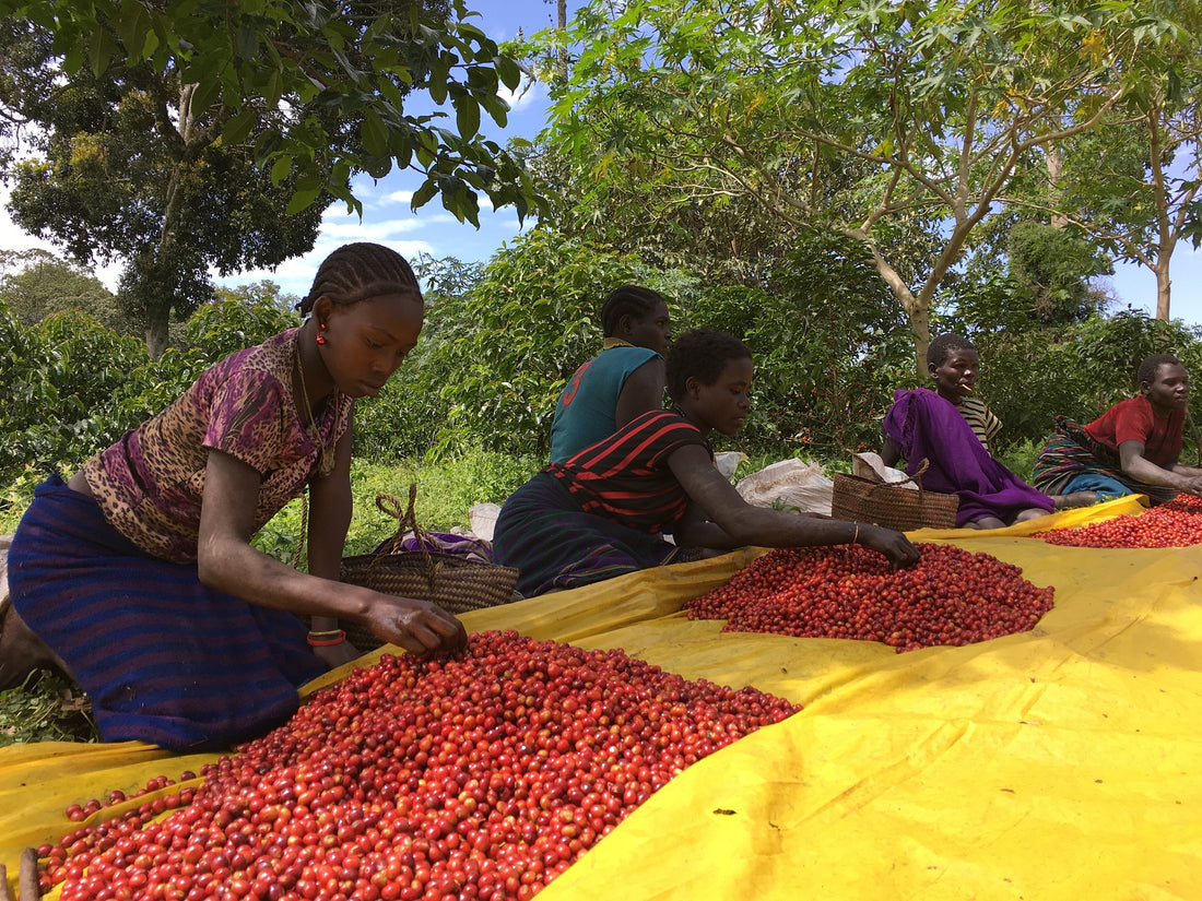 Experience the Rich Story of O COFFEE: A Sustainable Family Farm Journey