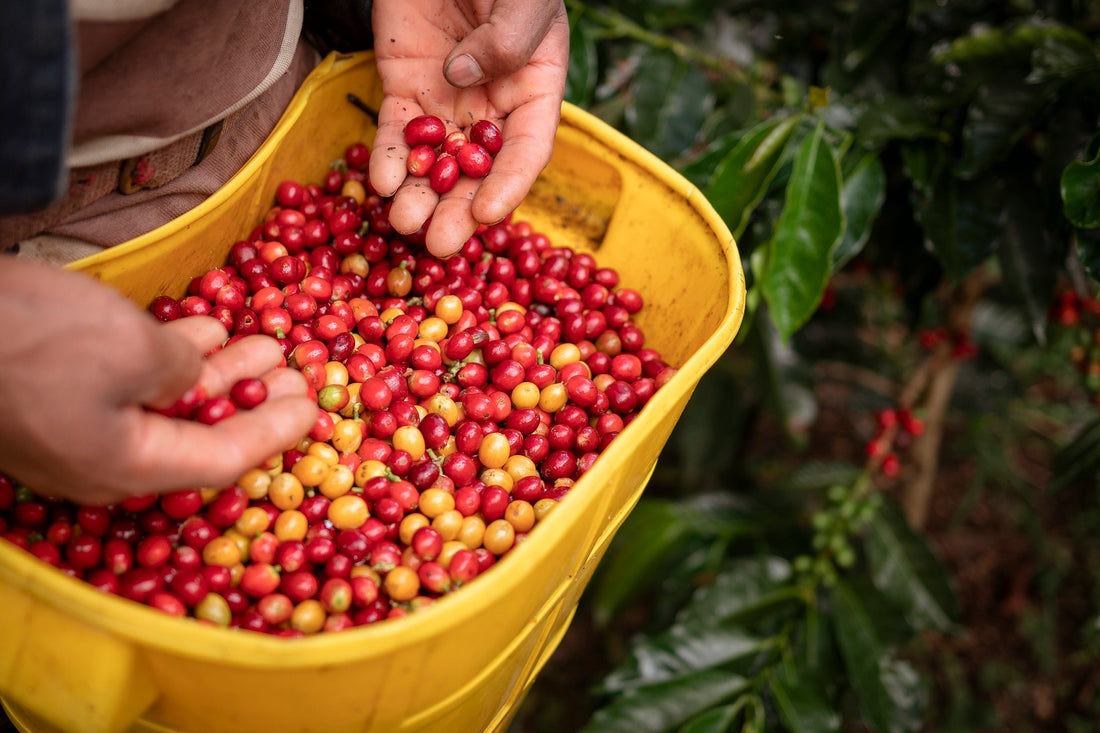 Embrace the Rich History of Coffee with O COFFEE: Where Tradition Meets Innovation