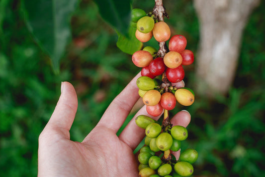 Elevating Coffee's Essence: O COFFEE's Revolutionary Green Coffee Botanical Infusion Process