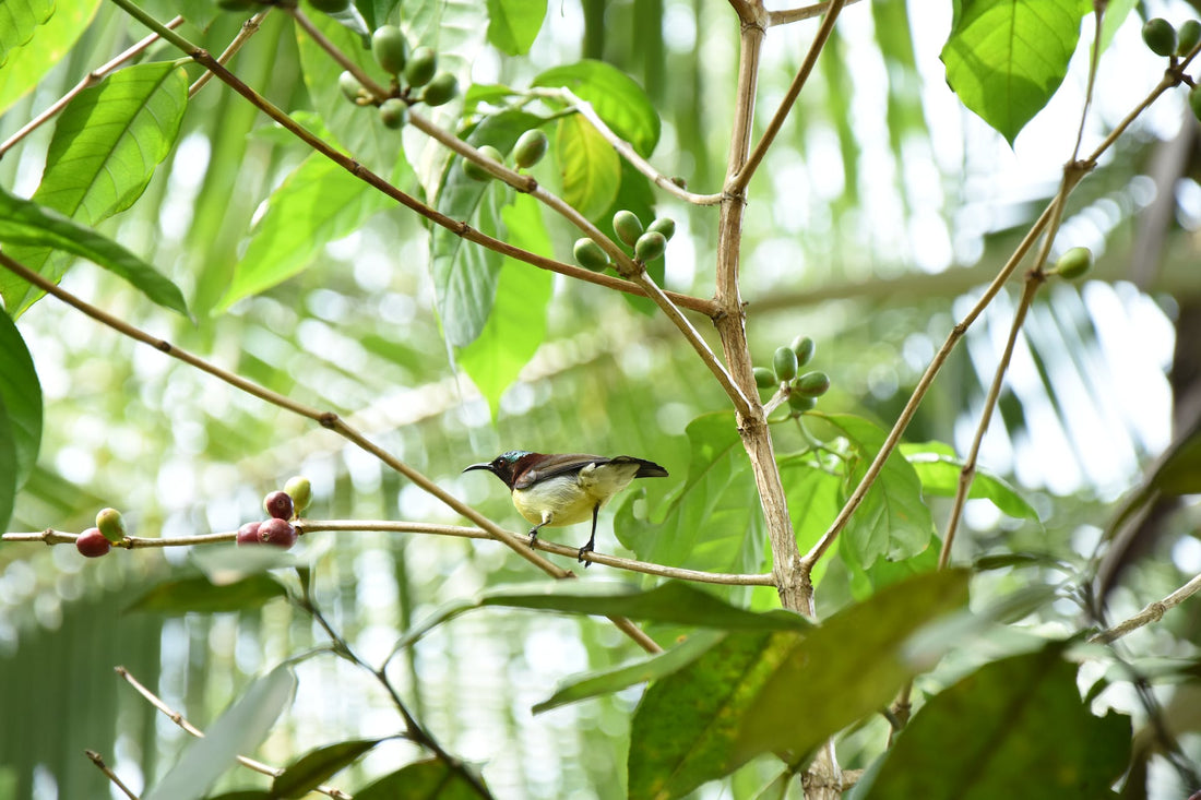 Bird Friendly O COFFEE - The Tale of Our Ethical Coffee Journey