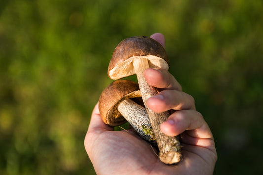 Unveiling the Hidden Harmony: The Symbiotic Dance of Humans and Fungi