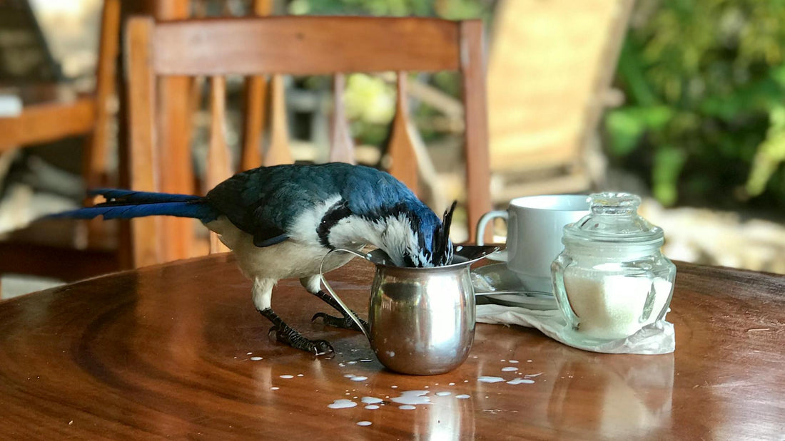 How You Can Support Birds in your Backyard and Transform Your Coffee Experience with O COFFEE