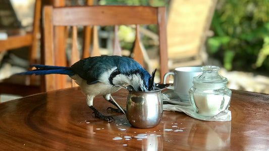 How You Can Support Birds in your Backyard and Transform Your Coffee Experience with O COFFEE