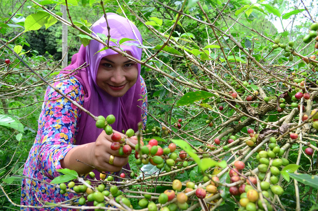 The Delicious History of Coffee!